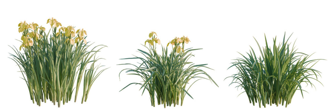 Iris pseudacorus tree, elevation, front view, cutout, transparent background, isolate, Elegant Purple Iris Flower Close-Up, Detailed Floral Photography, Nature's Beauty