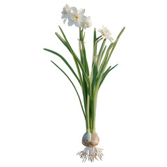 Fototapeta premium Narcissus tazetta tree, elevation, front view, cutout, transparent background, isolate, Tulip bulb with roots, detailed close-up, agricultural background, spring planting season