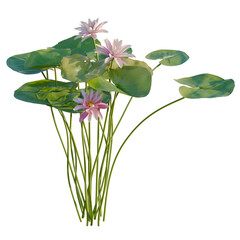 Fototapeta premium Nymphaea tetragona tree, elevation, front view, cutout, transparent background, isolate, Delicate pink lotus flower with vibrant green leaves, a symbol of purity and grace, nature's beauty.