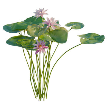 Nymphaea tetragona tree, elevation, front view, cutout, transparent background, isolate, Delicate pink lotus flower with vibrant green leaves, a symbol of purity and grace, nature's beauty.