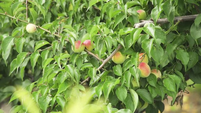 「紀州南高梅」和歌山県みなべ町 Kishu Nanko Ume Plums &ndash; Minabe, Wakayama, Japan