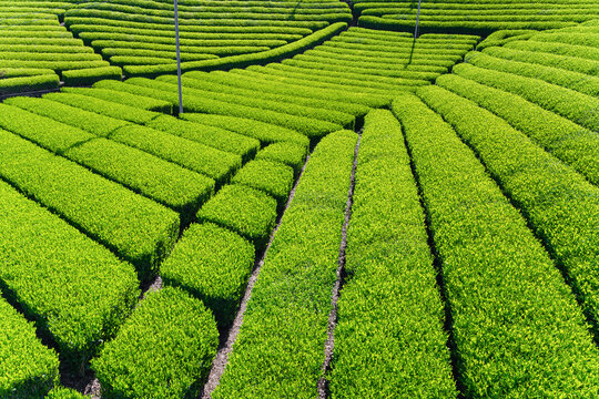 静岡県富士市　天間の茶畑