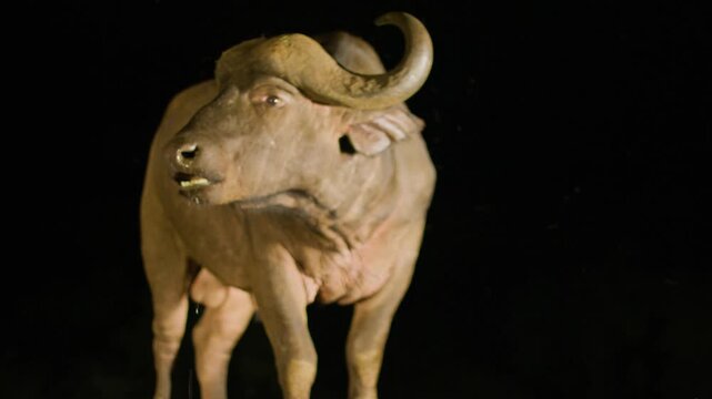 African Buffalo (Syncerus caffer) drinking water from a river at night.