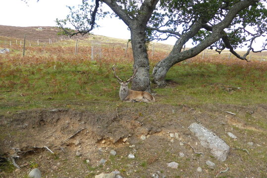 Rothirsch unter Baum, Schottland