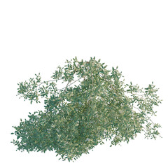 Obraz premium Rosa banksiae tree plan, top view, cutout, transparent background, isolate, Detailed close-up of lush green leaves with bright natural light, perfect for botanical studies.