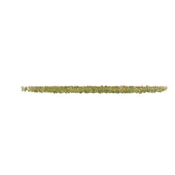 Parthenocissus semicordata tree plan, top view, cutout, transparent background, isolate, Fresh green broccoli florets on a background, healthy food, vegetable close-up, organic produce