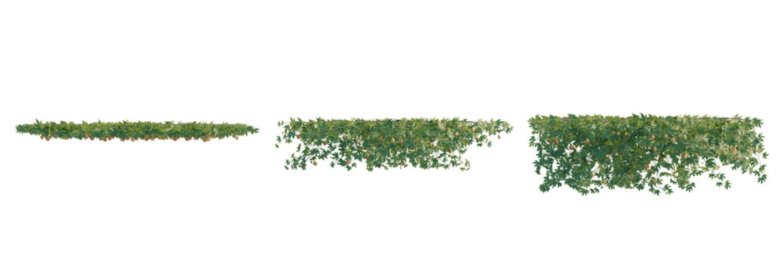Striped abutilon tree plan, top view, cutout, transparent background, isolate, Vibrant Green Foliage and Berries Branch Close-Up - Natural Beauty and Detailed Texture