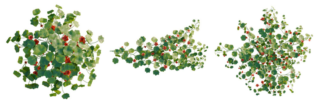 Tropaeolum majus tree plan, top view, cutout, transparent background, isolate, Vibrant Red Berries on Green Branches, Detailed Close-up for Nature and Seasonal Designs