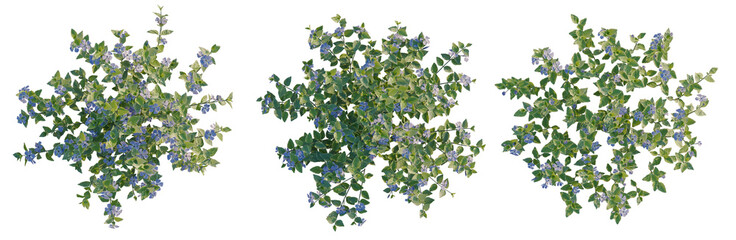 Obraz premium Vinca major tree plan, top view, cutout, transparent background, isolate, Delicate bluebell flowers in a meadow, springtime botanical illustration, high detail, peaceful nature scene.