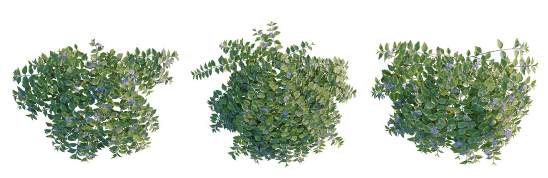 Vinca major tree plan, top view, cutout, transparent background, isolate, Lush Green Foliage Background with Delicate Blue Flowers - Nature's Serene Beauty