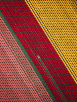 Aerial view of colorful tulip fields with diagonal rows of yellow, red, and pink flowers in bloom Flevoland, Netherlands.