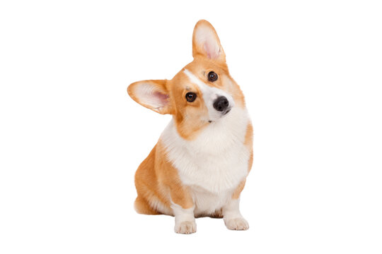 Adorable Pembroke Welsh Corgi dog sitting with a curious head tilt isolated on white background, cute pet portrait with friendly expression and playful personality