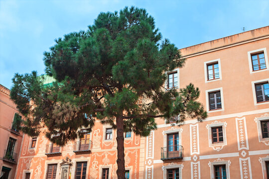 Placa del Pi in Barcelona showcases ornate sgraffito facade of historic Casa del Gremi de Revenedors. Lush pine tree stands tall against Mediterranean sky, framed by traditional balconies buildings