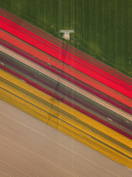 Aerial view of vibrant diagonal rows of red, yellow, and pink tulip fields with a high-voltage power line tower and its long shadow across the rural landscape in Flevoland, Flevoland, Netherlands.