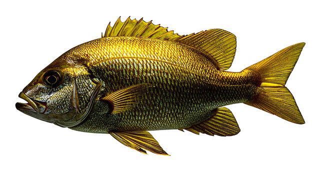 Snapper Fish with transparent background