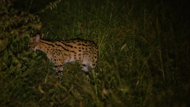 Close up of a serval (Leptailurus serval), a wild cat of south africa at night. 