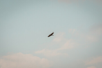 Fototapeta premium Lone Bird Flying in a Minimalist Sky