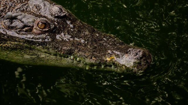 Freshwater crocodile swimming in the Barron River near Kuranda on a sunny day, north queen island, Australia. Closeup dangerous crocodile hiding have rest underwater before hunting. Wildlife of Africa