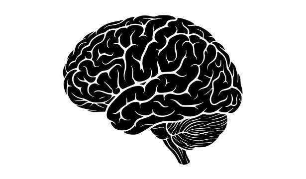 Anatomical human brain silhouette vector illustration medical design