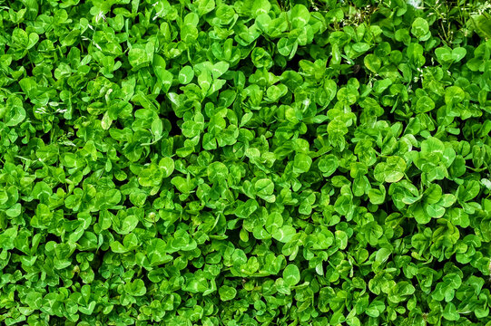 clover patch