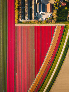 Aerial view of vibrant tulip fields with geometric patterns of red, pink, and orange flowers next to farm buildings in Flevoland, Flevoland, Netherlands.