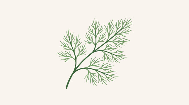 A sprig of fresh green dill herb with delicate foliage.