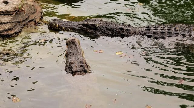 Freshwater crocodile swimming in the Barron River near Kuranda on a sunny day, north queen island, Australia. Closeup dangerous crocodile hiding have rest underwater before hunting. Wildlife of Africa