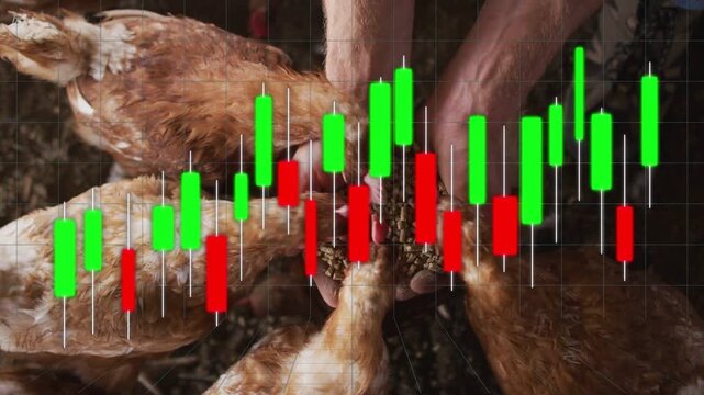 Man offering feed tilting arm dropping pellet hens pecking finance chart overlay not interacting