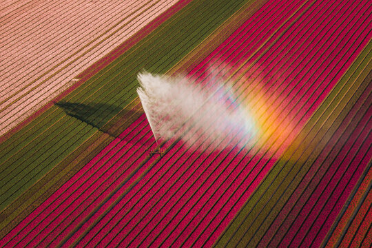 Aerial view of vibrant rows of pink and red tulip fields with a water sprinkler creating a rainbow mist in Flevoland, Flevoland, Netherlands.