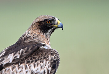Obraz premium a majestic booted eagle in freedom on spain