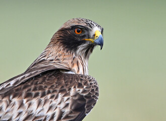 Naklejka premium a booted eagle on a perch with beautiful backgrounds