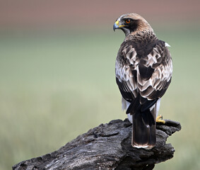 Fototapeta premium a booted eagle on a perch with beautiful backgrounds