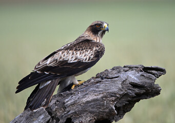 Fototapeta premium a beautiful booted eagle in spain 