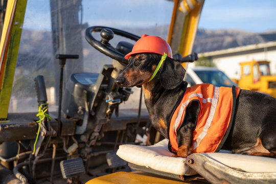 Dachshund dog wearing orange hard hat sitting at controls inside yellow excavator cab outdoors, funny construction operator humor concept.
