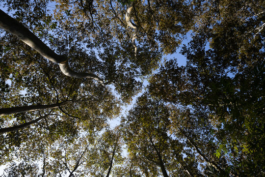 Plano nadir de arboles hayas en Coatepec Veracruz
