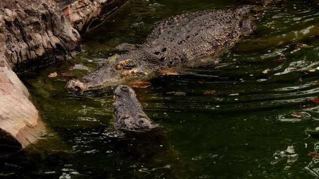 Freshwater crocodile swimming in the Barron River near Kuranda on a sunny day, north queen island, Australia. Closeup dangerous crocodile hiding have rest underwater before hunting. Wildlife of Africa