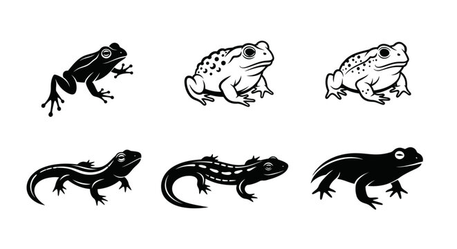 Amphibian animals vector set: frogs, toads, and salamanders on white.