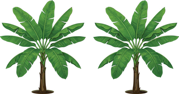 Detailed Green Banana Tree Pair Vector Illustration with Tropical Leaves and Natural Brown Trunk