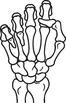 Human hand skeleton anatomy showing finger bones and wrist