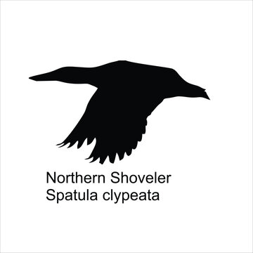 Northern Shoveler Duck Black Flying Silhouette Vector on White Background