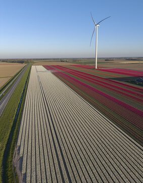 Aerial view of vibrant rows of white and red tulip fields in Flevopolder with a tall wind turbine and a straight road Lelystad, Flevoland, Netherlands.