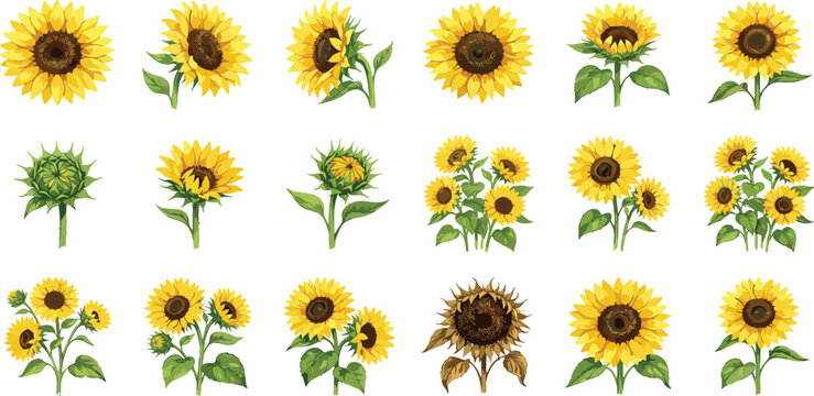  Beautiful set of eighteen yellow sunflower illustrations in different growth stages and angles for summer floral design and botanical nature projects.