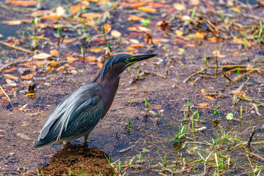 Green heron (Butorides virescens) wading and foraging for food in shallow muddy wetland water with fallen leaves, Florida, USA