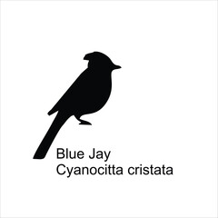 Obraz premium “Blue Jay Bird Silhouette Vector Illustration”