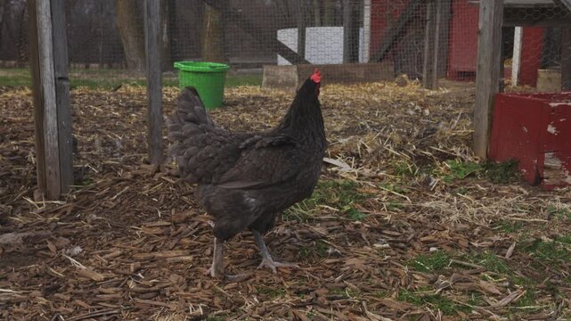 Black chicken outside chicken coup run on farm in Iowa