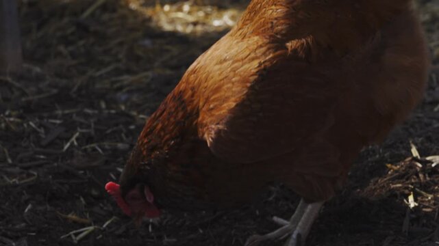 Brown chicken in chicken run on farm in Iowa