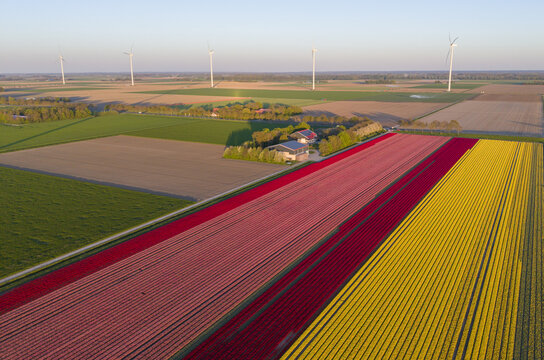 Aerial view of vibrant tulip fields in red, pink, and yellow rows with a farm and wind turbines under golden hour light in Flevopolder, Lelystad, Flevoland, Netherlands.