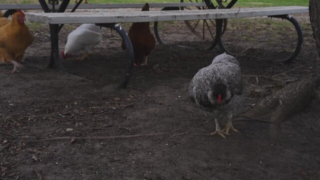 Chickens roam near picnic table on farm in Iowa