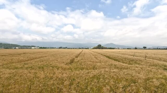 Golden Wheat Field: The Essence of Early Summer, Capturing the Golden Hour in the Wheat Waves