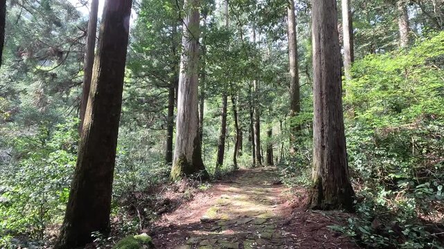 Gifu Forest Hidden Gem: Japan&rsquo;s Ultimate Untamed Nature,  Exploring the Mystical Forests of Gifu, Japan